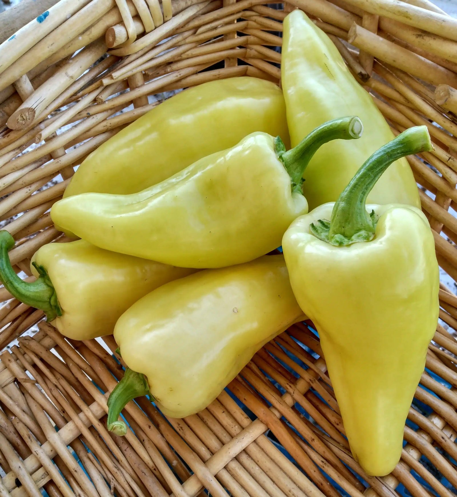 Poivron Corne Blanc