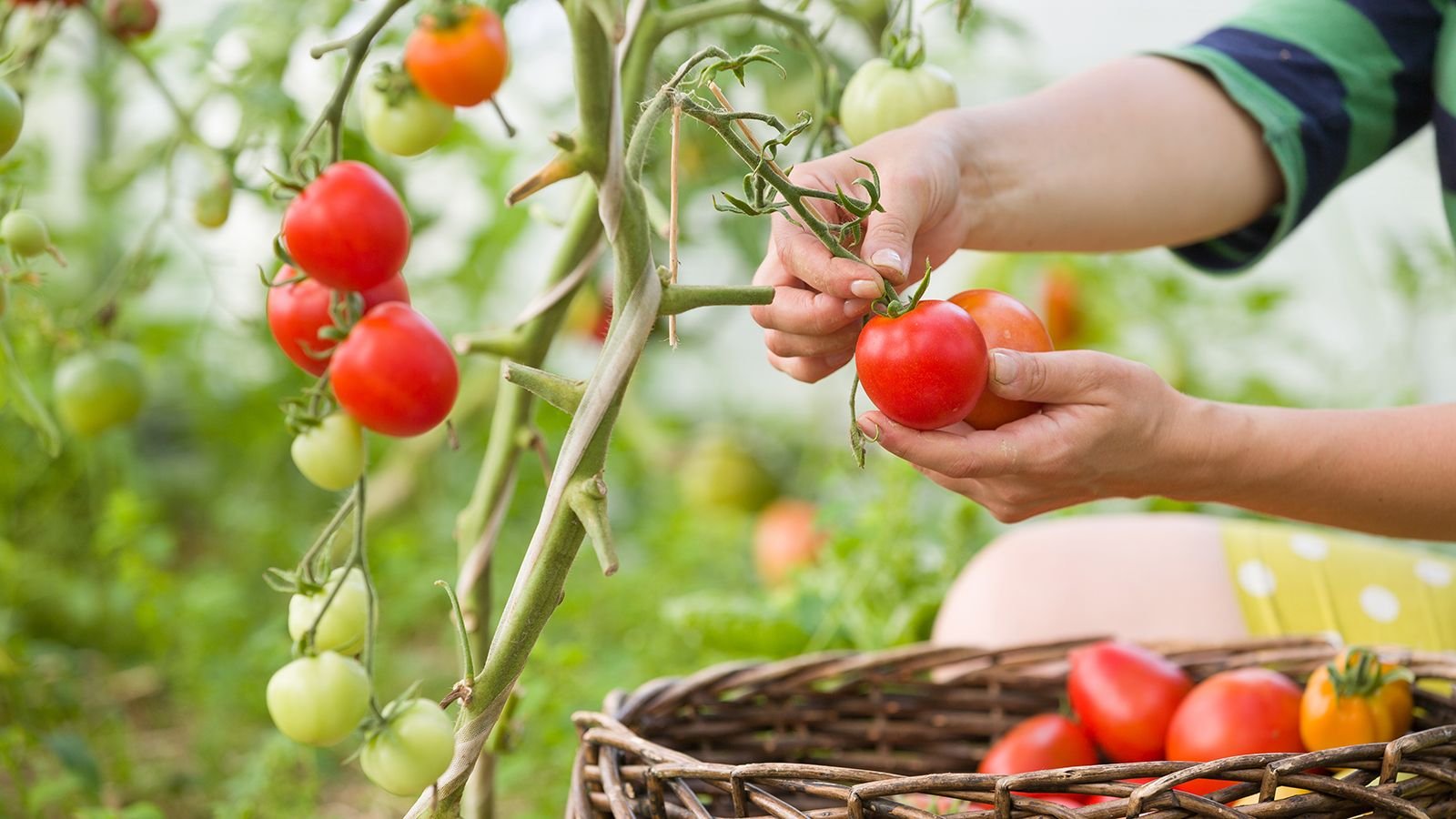 Tomates